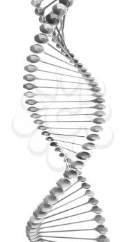 DNA structure model