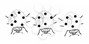 Ladybirds on a white background