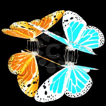 Butterflies on a black background