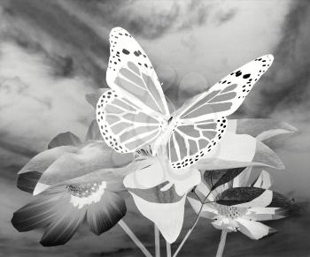 Beautiful Cosmos Flower and butterfly against the sky