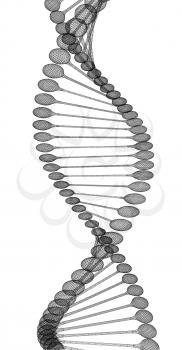 DNA structure model