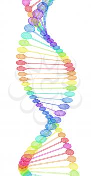 DNA structure model