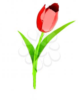 Tulip flower