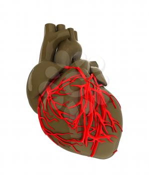 Human heart