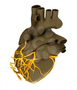 Human heart