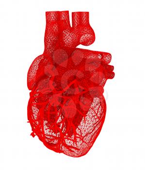 Human heart