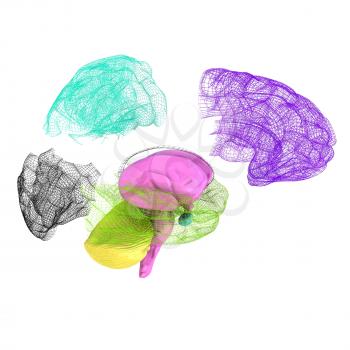 Creative concept of the human brain