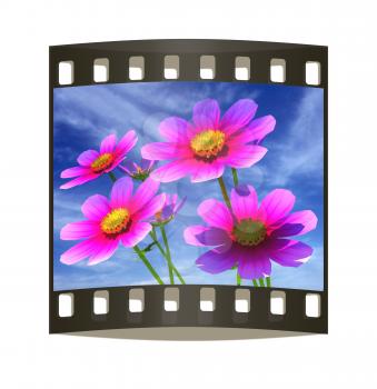 Beautiful Cosmos Flower against the sky. The film strip