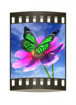 Beautiful Cosmos Flower and butterfly against the sky. The film strip