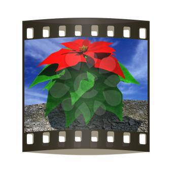 Beautiful poinsettia Flower against the sky. The film strip