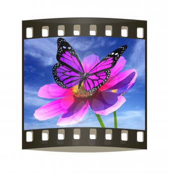 Beautiful Cosmos Flower and butterfly against the sky. The film strip