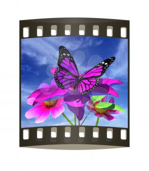 Beautiful Cosmos Flower and butterfly against the sky. The film strip