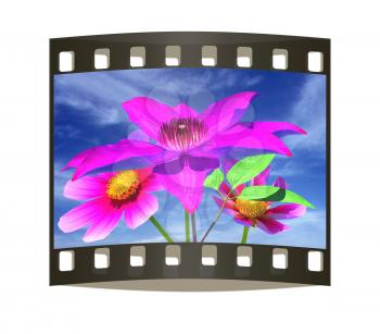 Beautiful Cosmos Flower against the sky. The film strip