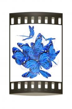 Butterflies on a white background. The film strip