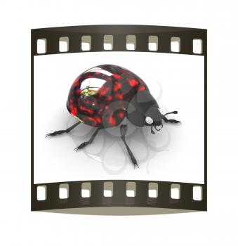 Ladybird on a white background. The film strip