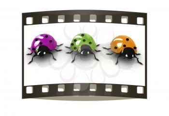 Ladybirds on a white background. The film strip