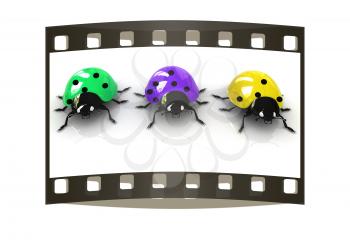 Ladybirds on a white background. The film strip