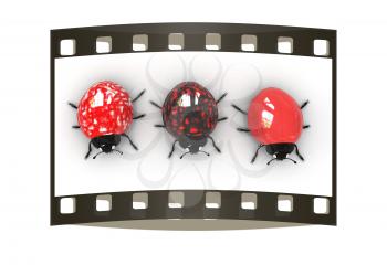 Ladybirds on a white background. The film strip