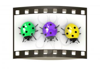 Ladybirds on a white background. The film strip