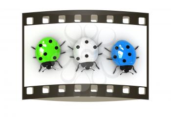 Ladybirds on a white background. The film strip