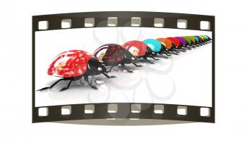 Ladybirds on a white background. The film strip