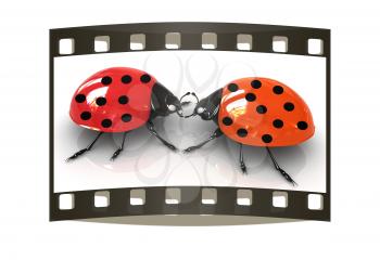 Ladybirds on a white background. The film strip