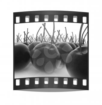 Sweet cherries on a white background. The film strip