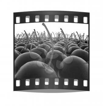 Sweet cherries on a white background. The film strip