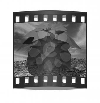 Beautiful poinsettia Flower against the sky. The film strip