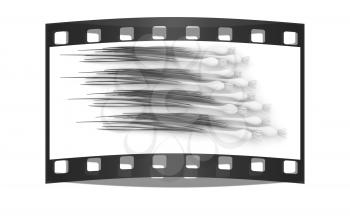 Green onion on a white background. The film strip