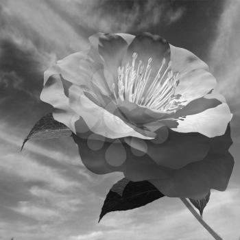 Beautiful Flower against the sky 