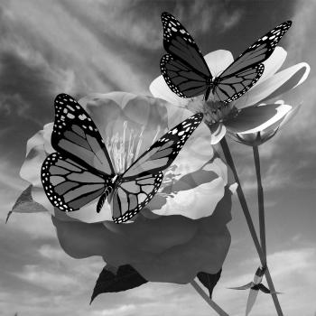 Beautiful Flower and butterfly against the sky 