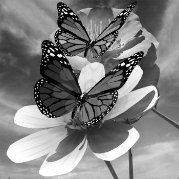 Beautiful Flower and butterfly against the sky 