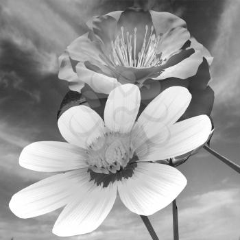 Beautiful Flower against the sky 