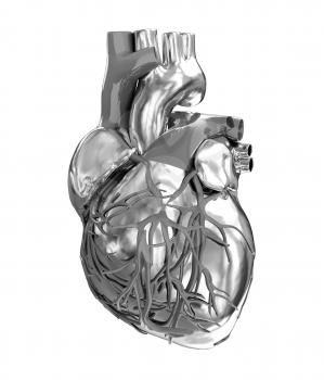 Human heart