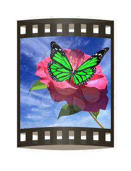 Beautiful Flower and butterfly against the sky 