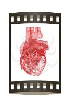 Human heart