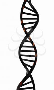 DNA structure model on white