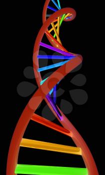 DNA structure model