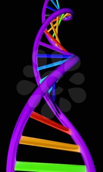 DNA structure model