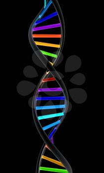 DNA structure model