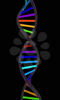 DNA structure model