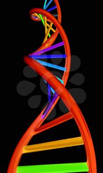 DNA structure model