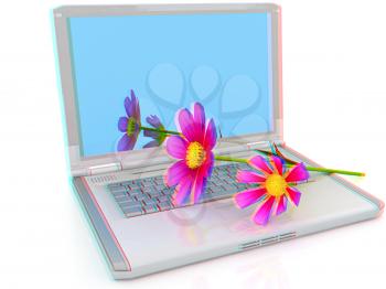 cosmos flower on laptop on a white background. Anaglyph. View with red/cyan glasses to see in 3D. 3D illustration