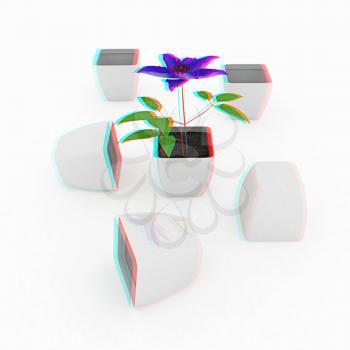 Clematis a beautiful flower in the white pot. 3D illustration. Anaglyph. View with red/cyan glasses to see in 3D.