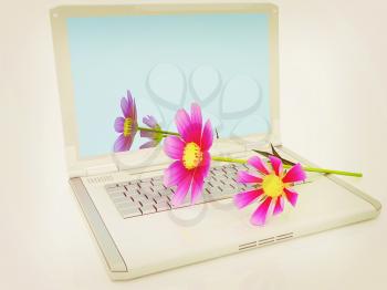 cosmos flower on laptop on a white background. 3D illustration. Vintage style.