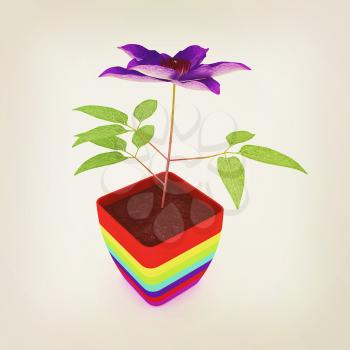 Clematis a beautiful flower in the colorful pot. 3D illustration. Vintage style.