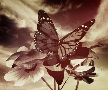 Beautiful Cosmos Flower and butterfly against the sky. 3D illustration. Vintage style.