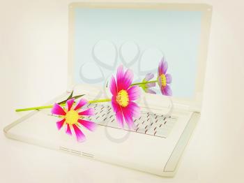 cosmos flower on laptop on a white background. 3D illustration. Vintage style.