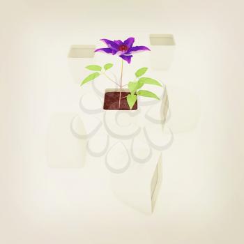 Clematis a beautiful flower in the white pot. 3D illustration. Vintage style.